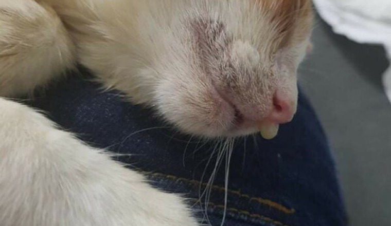 Chaton maltraité