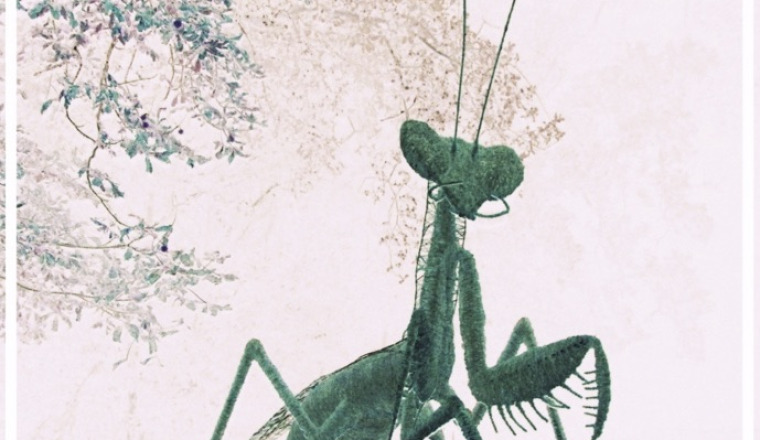 Image justificative de la cagnotte
