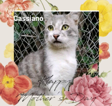 Adoption 27 avril