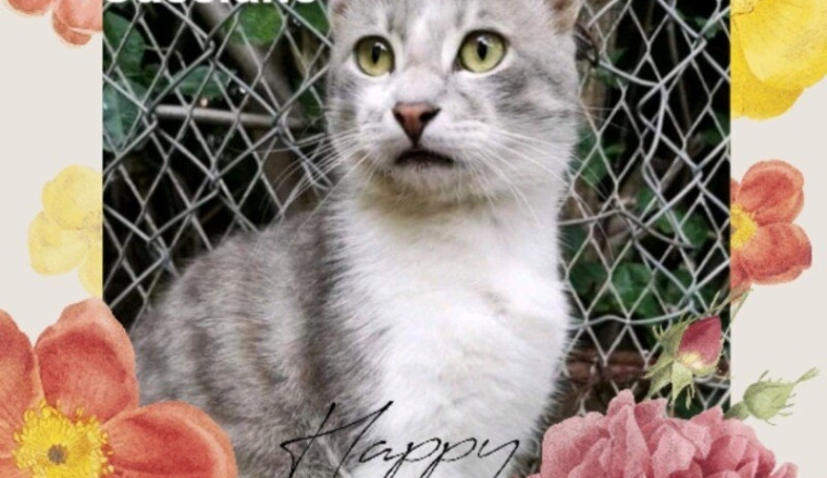 Adoption 27 avril