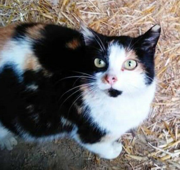 Prise en charge minette gestante