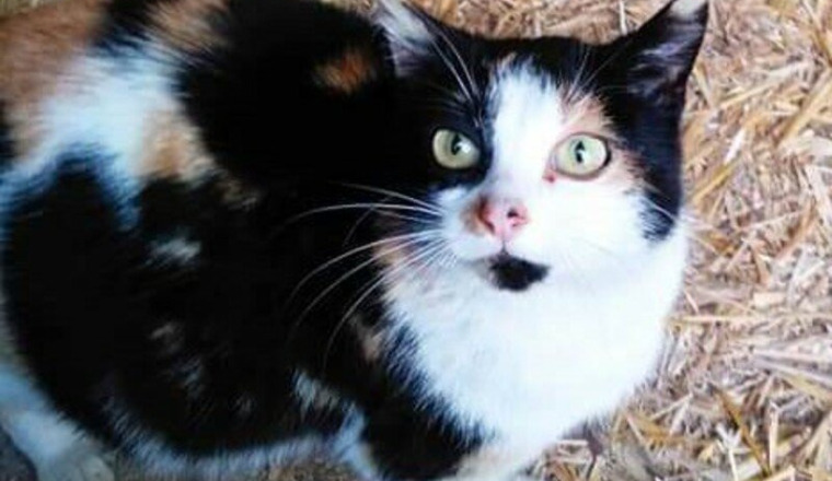 Prise en charge minette gestante