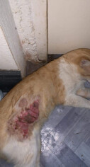 Image justificative de la cagnotte