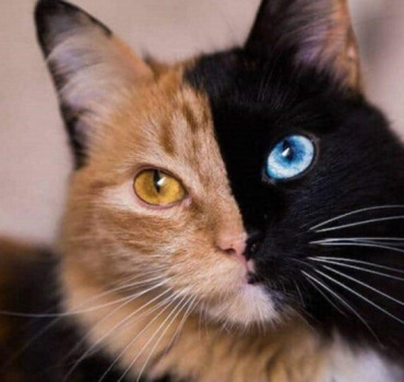 Stériliser les chats libres de Vitrolles