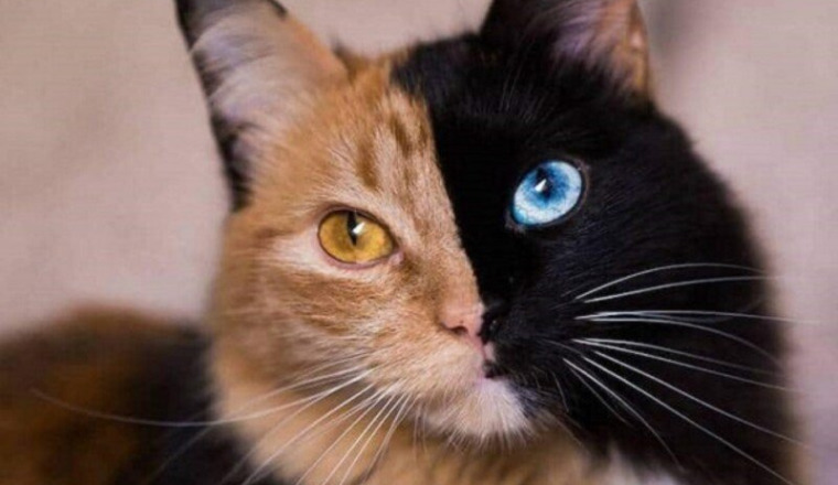 Stériliser les chats libres de Vitrolles