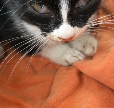 Petit chaton intoxiqué