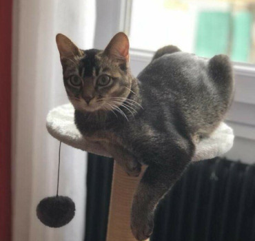 Adoption 21 mai 2021