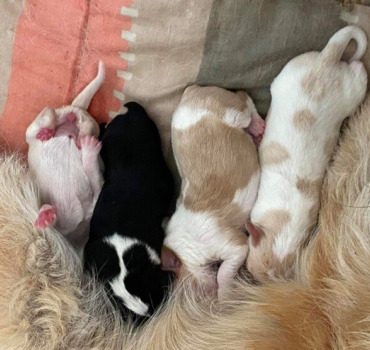 Solidarité pour l’avenir de ses chiots