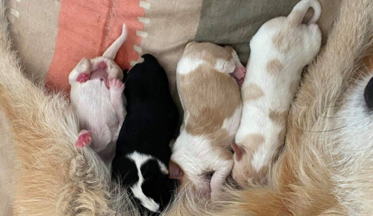 Solidarité pour l’avenir de ses chiots