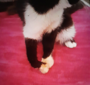 Aider Chanel chatte handicapée