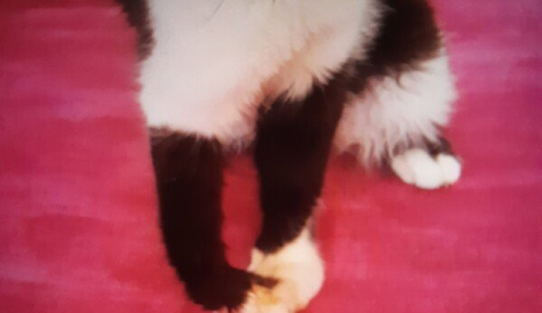 Aider Chanel chatte handicapée