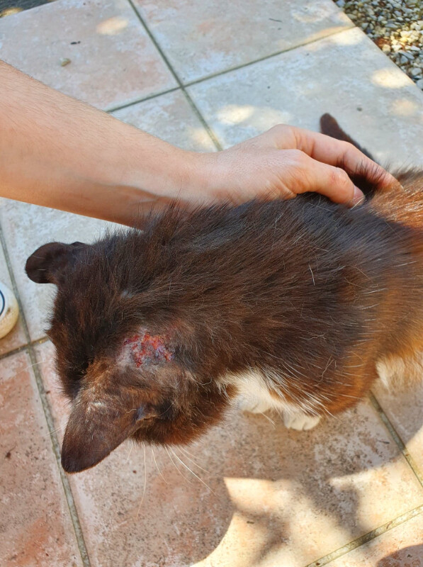 Image justificative de la cagnotte