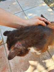Image justificative de la cagnotte
