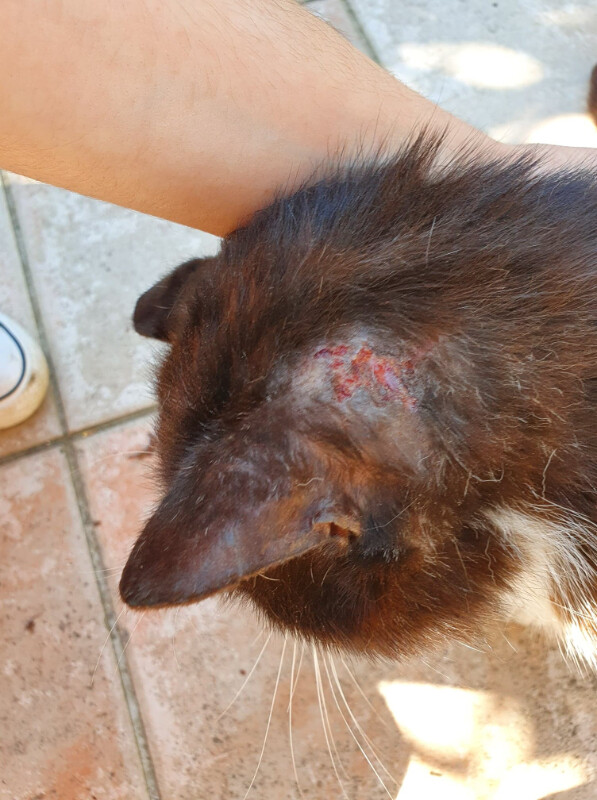 Image justificative de la cagnotte