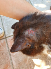 Image justificative de la cagnotte