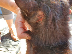 Image justificative de la cagnotte