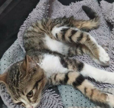Chatonne maltraitée blessée a la 3 verterbres