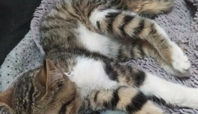 Chatonne maltraitée blessée a la 3 verterbres