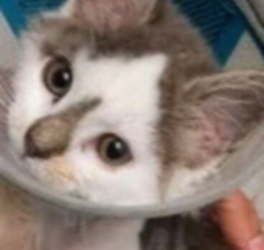 Sauver Skippy, chat abandonné , de l’amputation