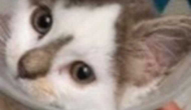 Sauver Skippy, chat abandonné , de l’amputation