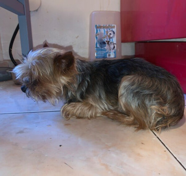 Bambou a besoin de votre aide