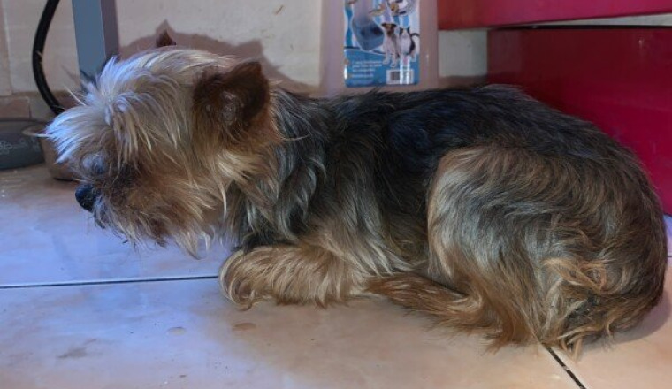 Bambou a besoin de votre aide