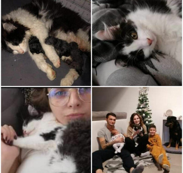 Sauver Nala