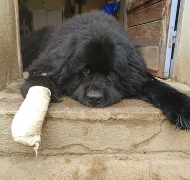 Participez aux soins de Ziggy