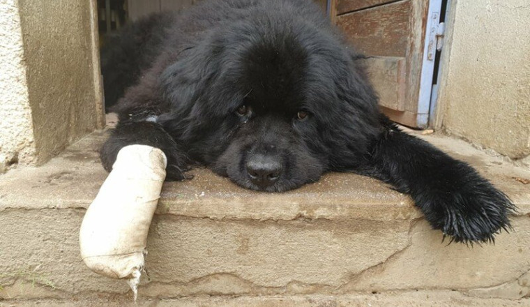 Participez aux soins de Ziggy