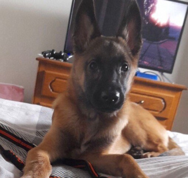 Sauver soka
