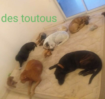 Croquettes, frais vétérinaires, frais refuge