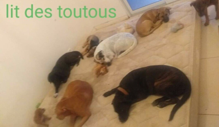 Croquettes, frais vétérinaires, frais refuge