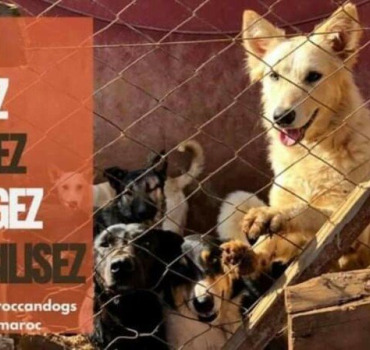 Aidez la collecte de fonds de corinne
