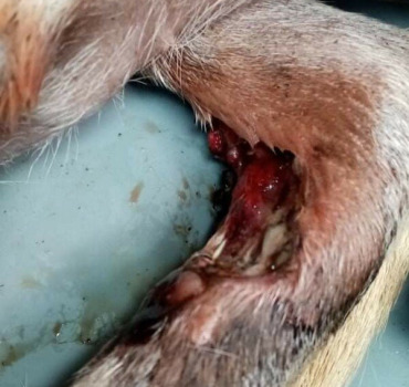 Chien gravement blessé asso les felins de lespoir