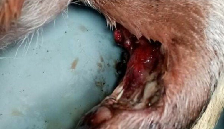 Chien gravement blessé asso les felins de lespoir