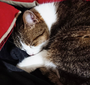 Urgence, sauvons Minette !