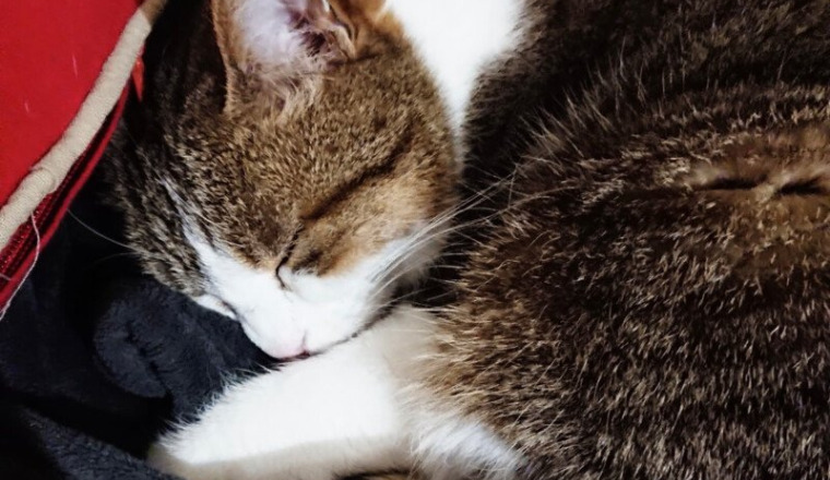 Urgence, sauvons Minette !