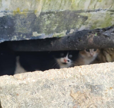 LES CHATS DE L'HOPITAL