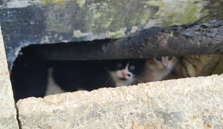 LES CHATS DE L'HOPITAL