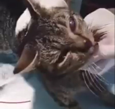 Chat blessé à la machoire les felins de lespoir
