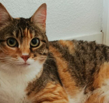 Dania, chatte errante à la patte cassé