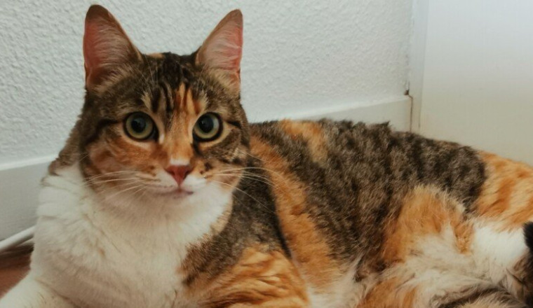 Dania, chatte errante à la patte cassé