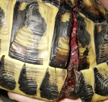 Aidez nous à sauver cette Tortue