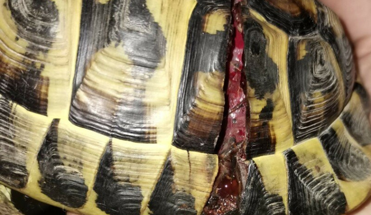 Aidez nous à sauver cette Tortue