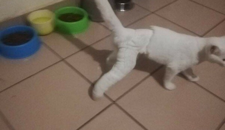 Sisi patte fracturer