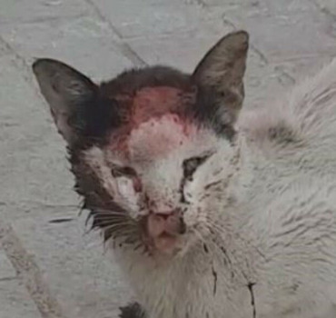 URGENT CHAT EN DANGER TANGER