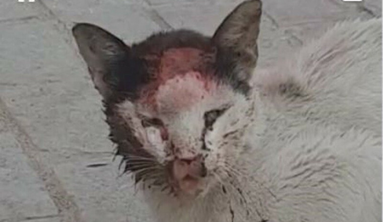 URGENT CHAT EN DANGER TANGER