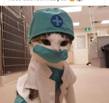 frais vétérinaires pour les chats des 4A