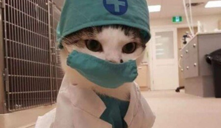 frais vétérinaires pour les chats des 4A