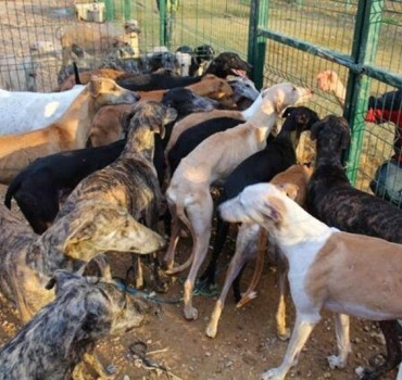 Sauvons les galgos et podencos !!! L.V.L.